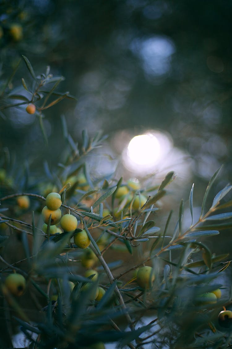 Branch Of Olive Tree In Dark Garden