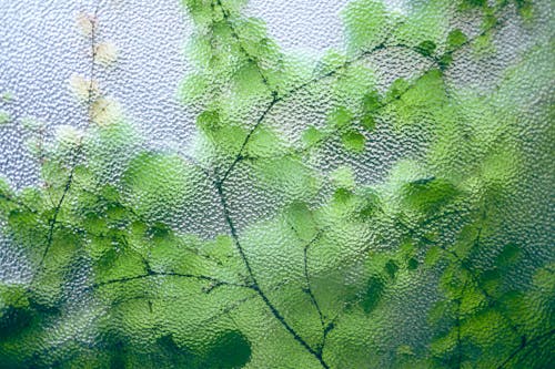 Free Delicate green leaves on thin twigs of fresh plant growing near glass window Stock Photo
