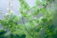 玻璃窗附近的新鲜植物细树枝上生长着精致的绿叶