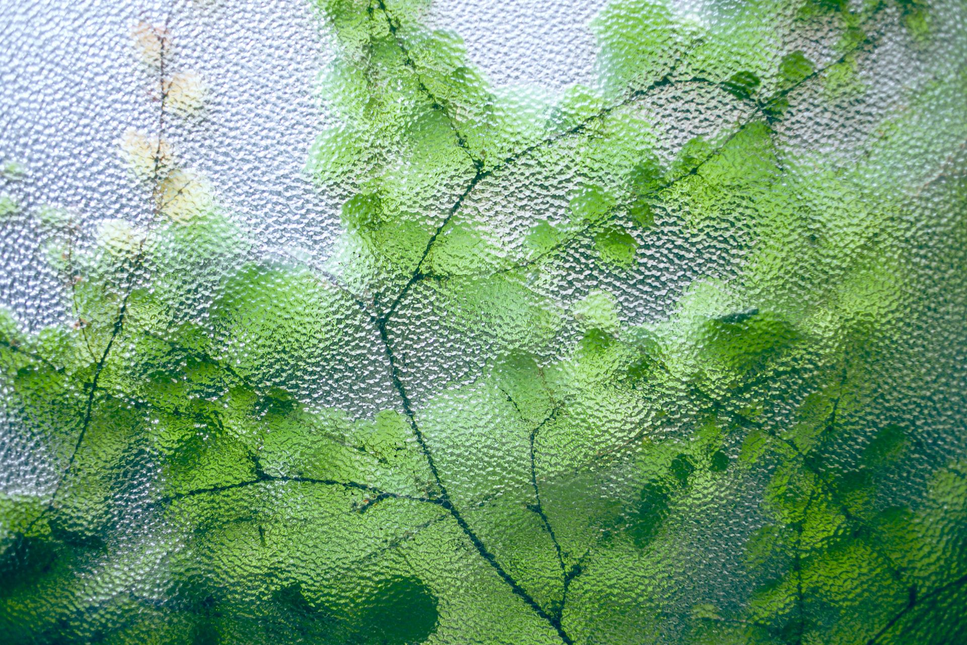 Delicate green leaves on thin twigs of fresh plant growing near glass window