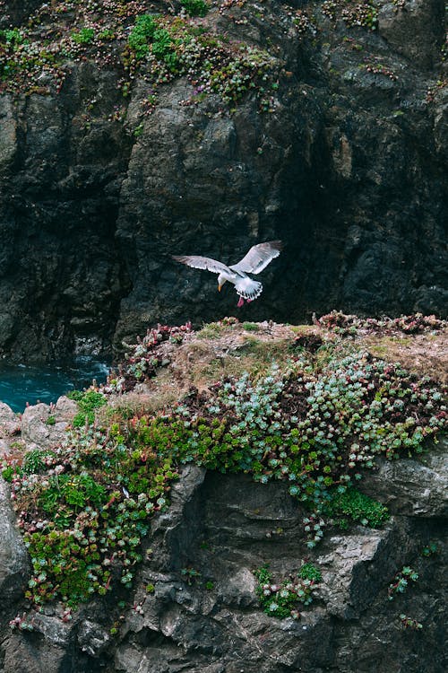 Seagull flying over rocky cliff with plants