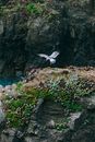Seagull flying over rocky cliff with plants