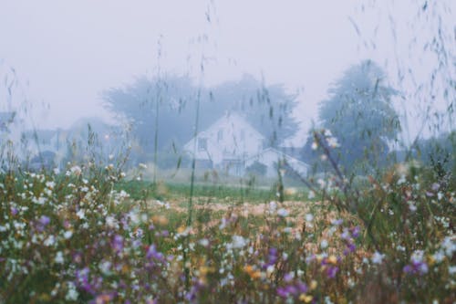 Free Rural house behind blossoming flowers growing on grassy meadow in early foggy morning Stock Photo