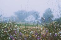 Rural house behind blossoming flowers growing on grassy meadow in early foggy morning
