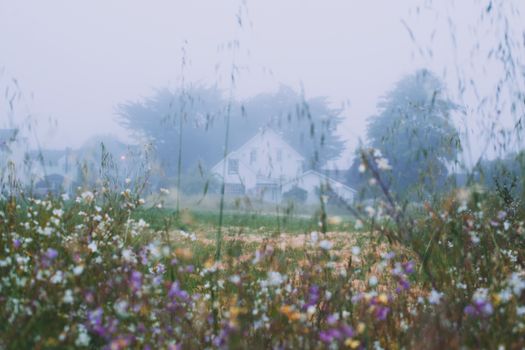 雾蒙蒙的早晨，乡村房屋旁的草地上盛开着花朵