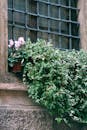 Lush plants growing on old building