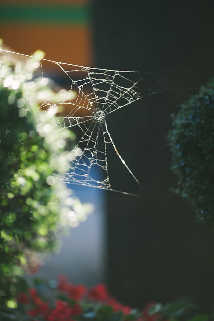 Web Of Spider On Blurred Background