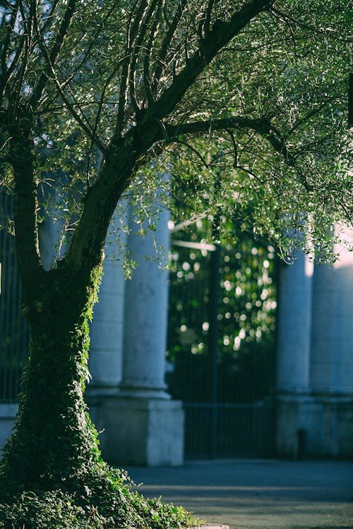 Big tree with green leaves growing near ancient building with columns and big doorway