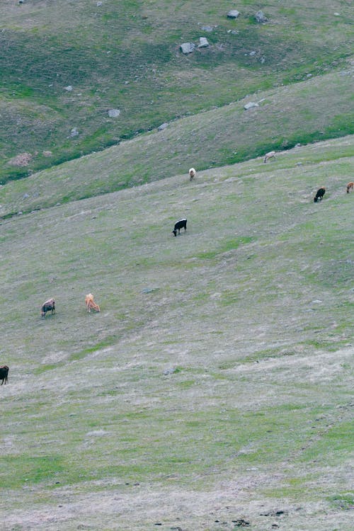 Yeşil Tepelik çayırda Otlayan Keçiler