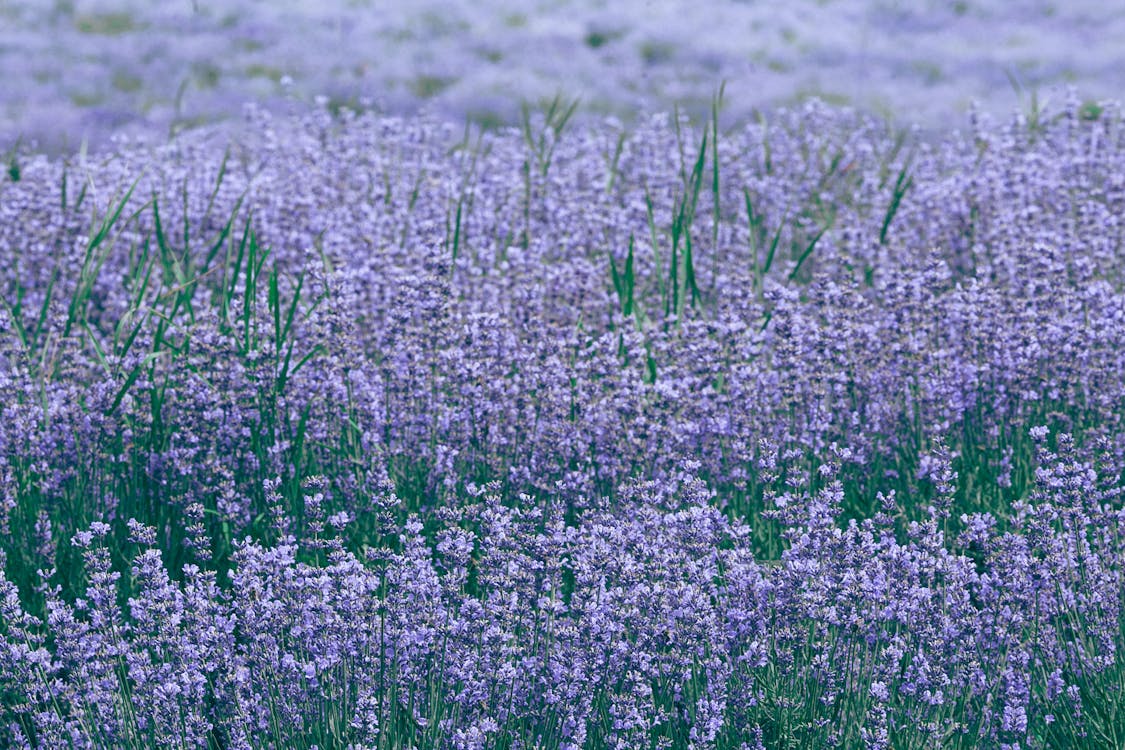 紫の花が咲くラベンダー畑