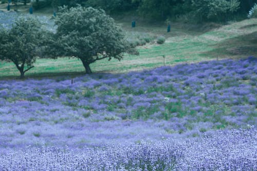 Lavender meadow with blossoming violet flowers