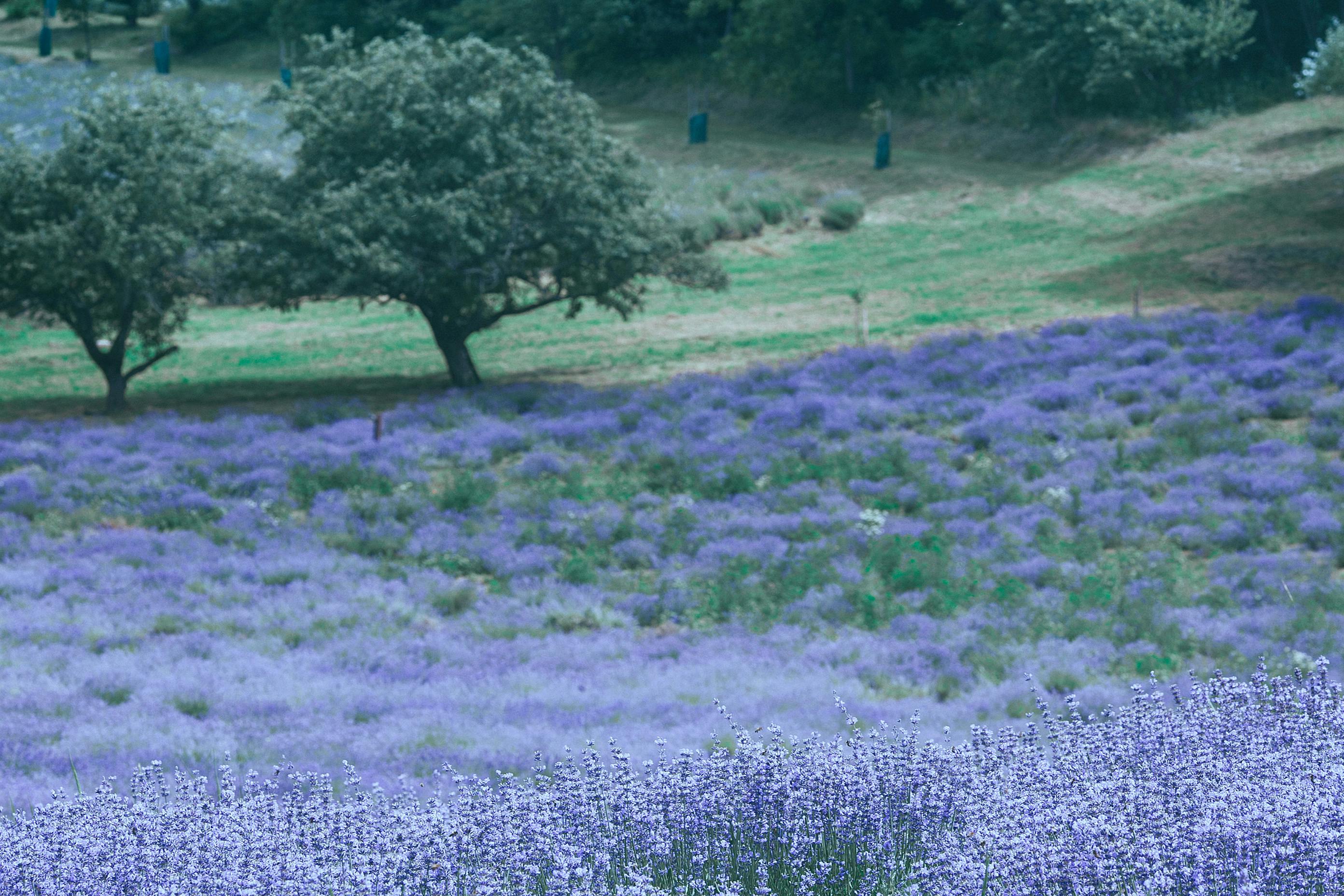 Lavender field: Lavender field là một trong những điểm đến lý tưởng cho những ai yêu thích tinh thần thiên nhiên và muốn thư giãn sau những ngày bận rộn. Những cánh hoa tím tím huyền ảo với hương thơm đặc trưng của chúng mang đến cảm giác yên bình, tĩnh lặng và đầy sự cân bằng. Hãy chiêm ngưỡng những hình ảnh tuyệt đẹp của Lavender field để khám phá thế giới thiên nhiên và trải nghiệm những khoảnh khắc đáng nhớ.