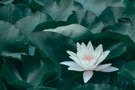 在郁郁葱葱的绿色睡莲中，宁静的白莲花营造出自然之美