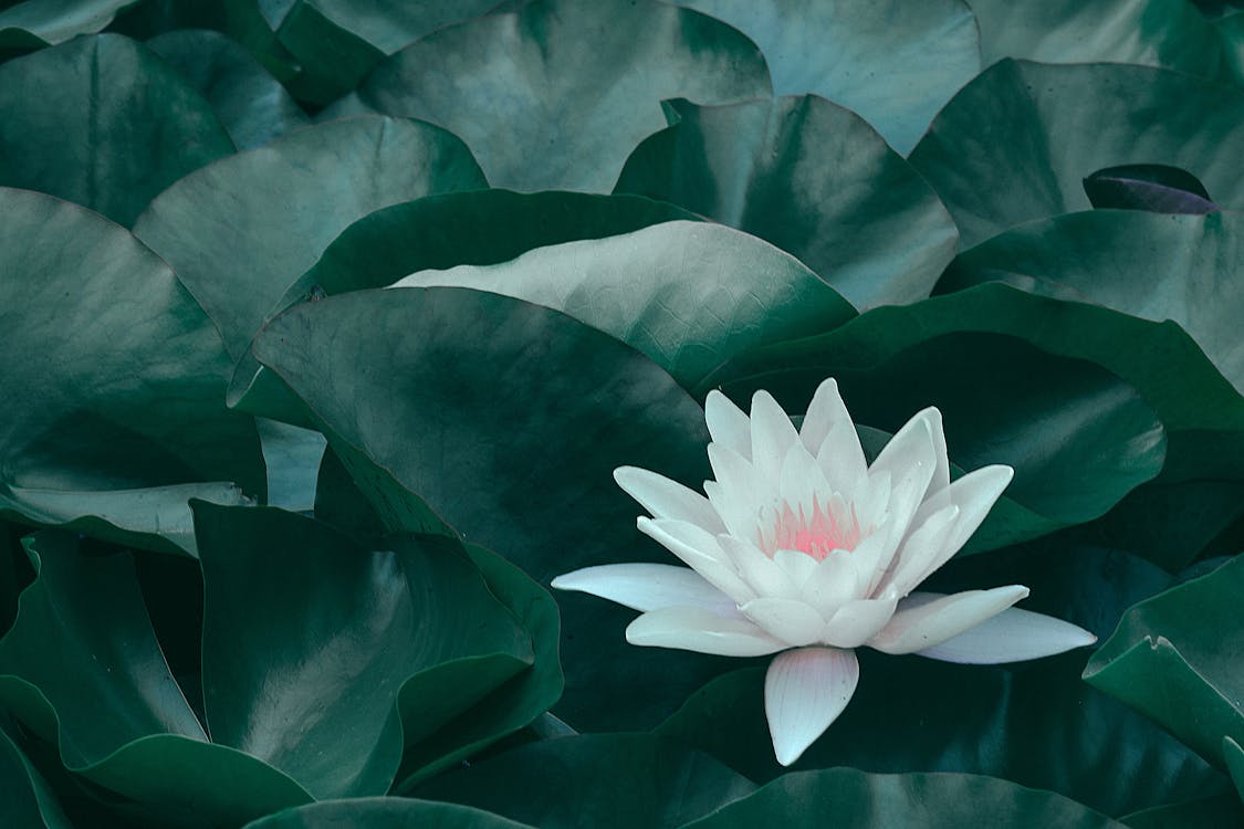 Free Blooming lotus flower with green leaves Stock Photo