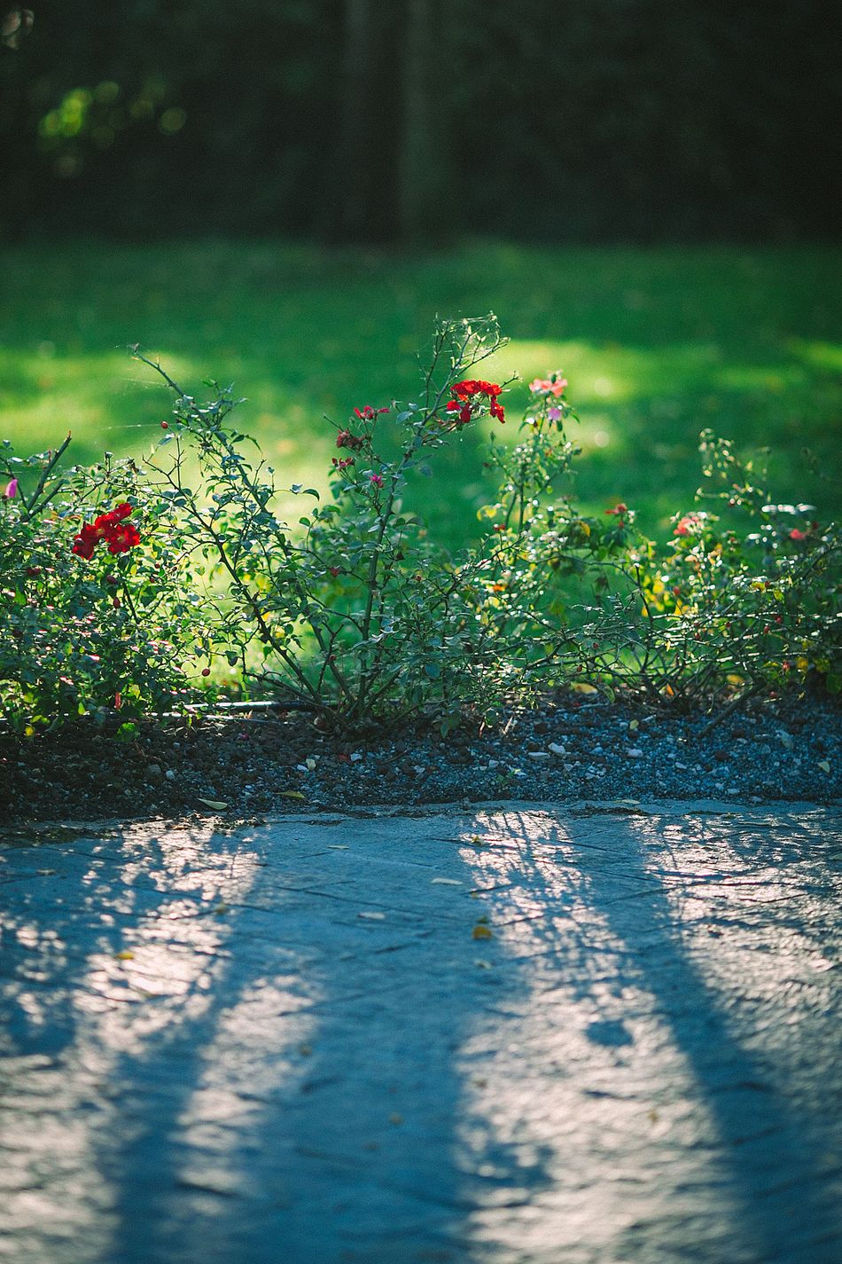 Gardens & Planting