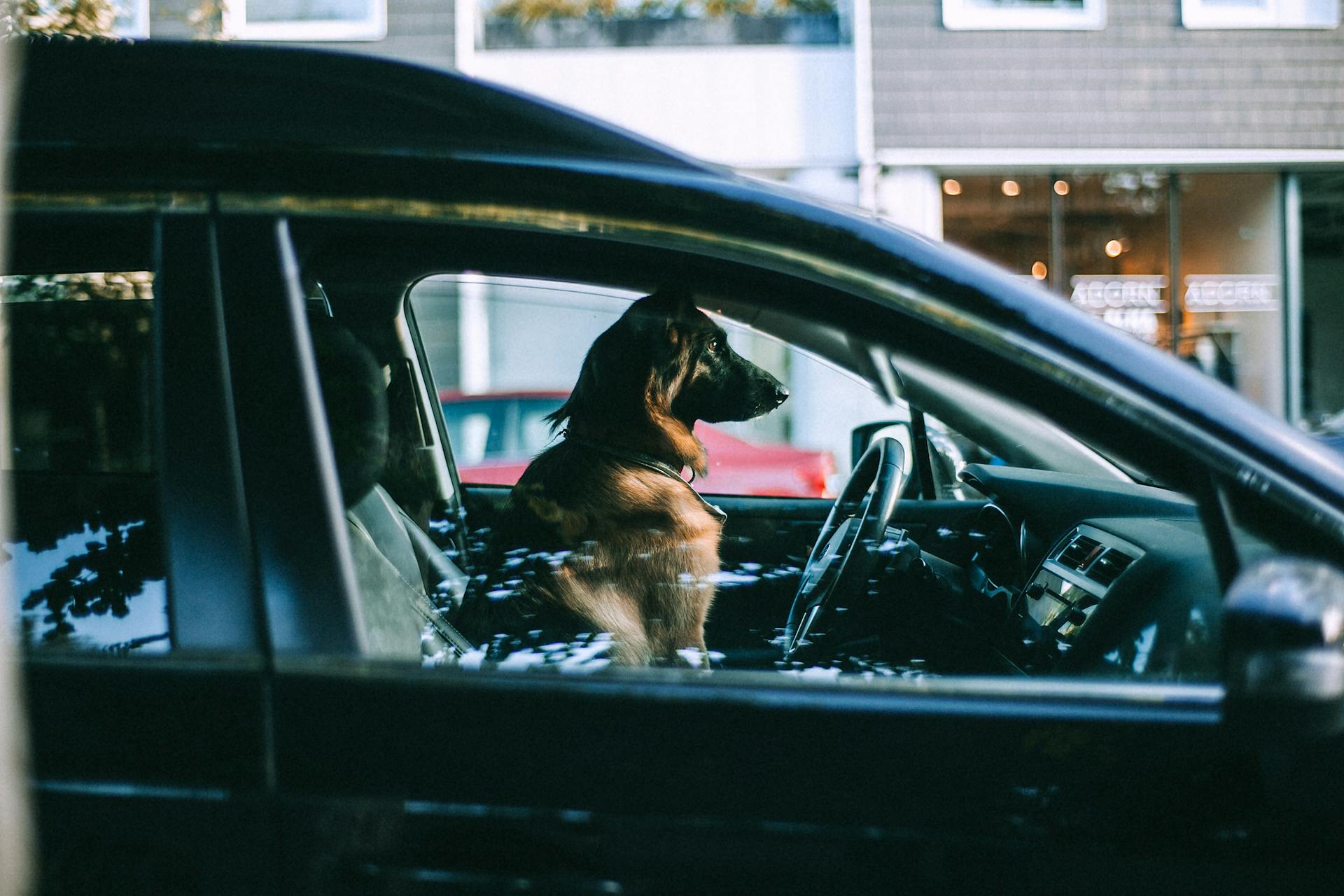 Side view of adult big dog looking away while sitting in automobile and waiting for owner in daytime