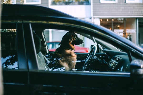 Köpek şehir içinde araçla taşınıyor