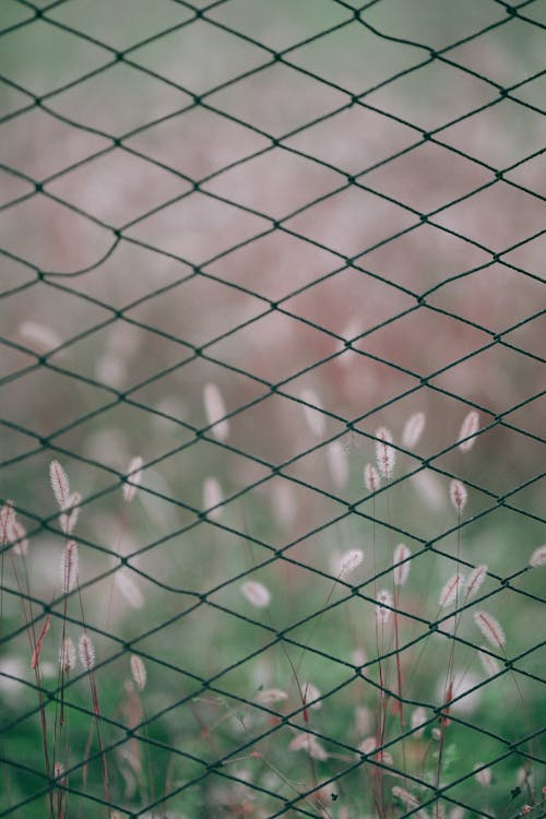 Barbed fence with green grass on background