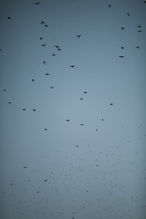 무료 회색 하늘을 날고 새의 무리 스톡 사진