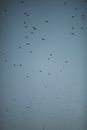Flock of birds flying in gray sky