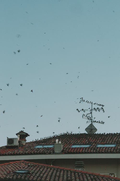 Roof of house with birds