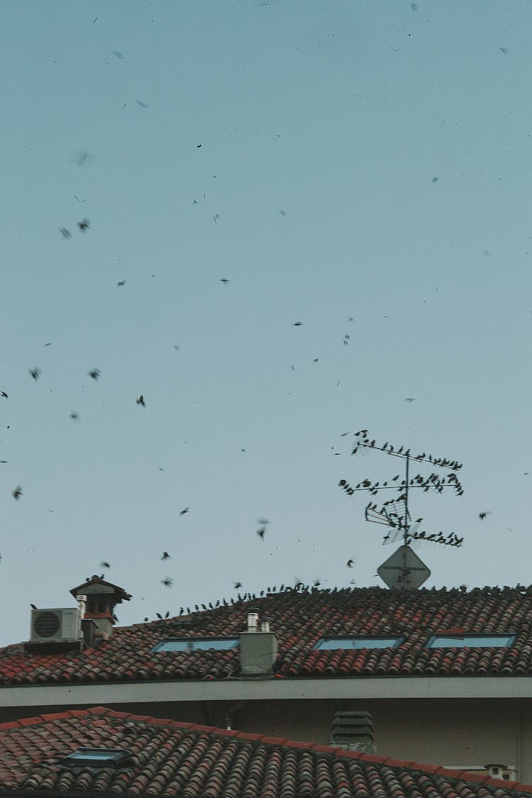 Roof Of House With Birds