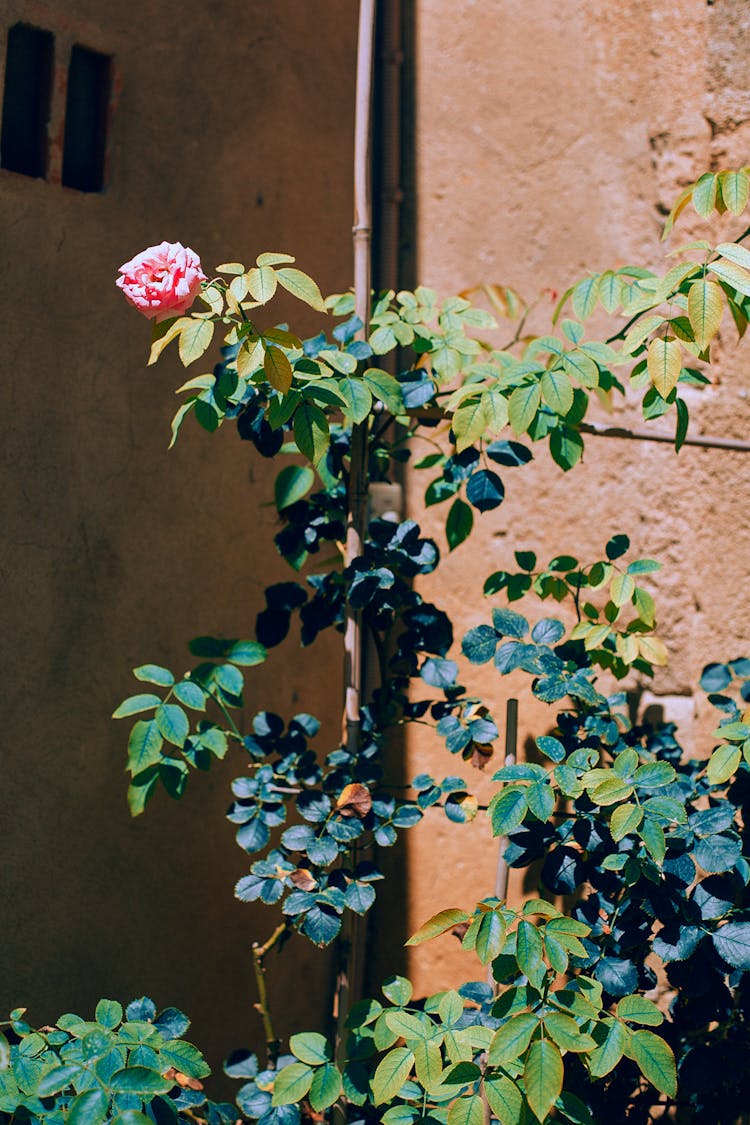 Flower Growing Near Orange Wall