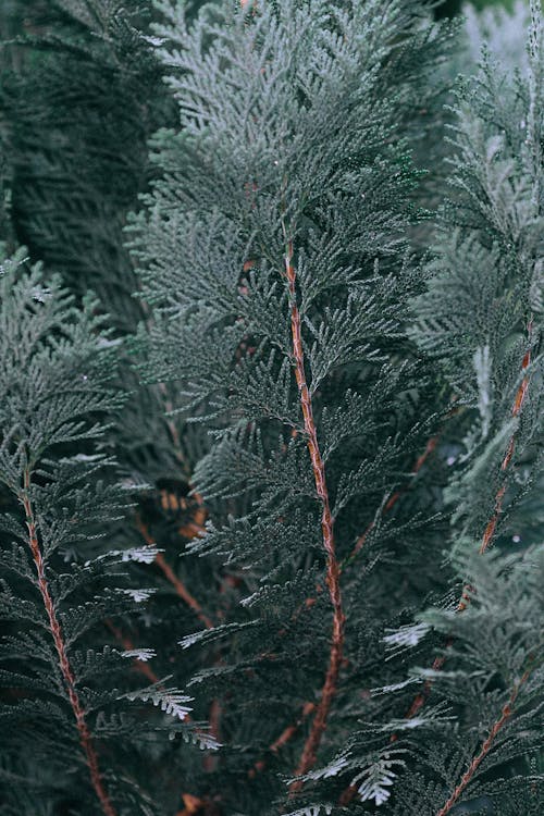 Branches of green fir tree