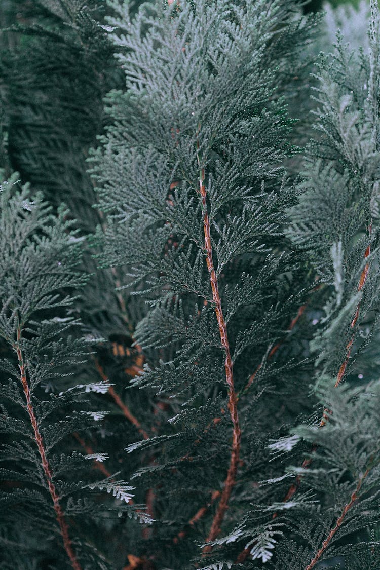 Branches Of Green Fir Tree