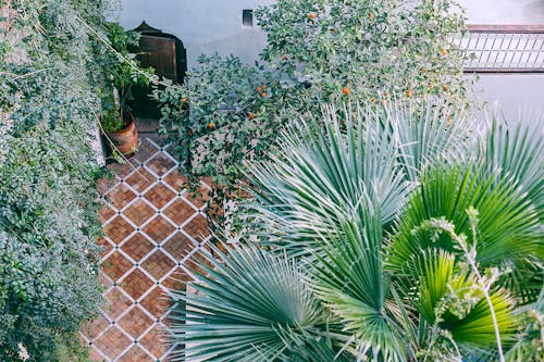 Bright palms with long leaves near trees with fruits growing in summertime in daylight