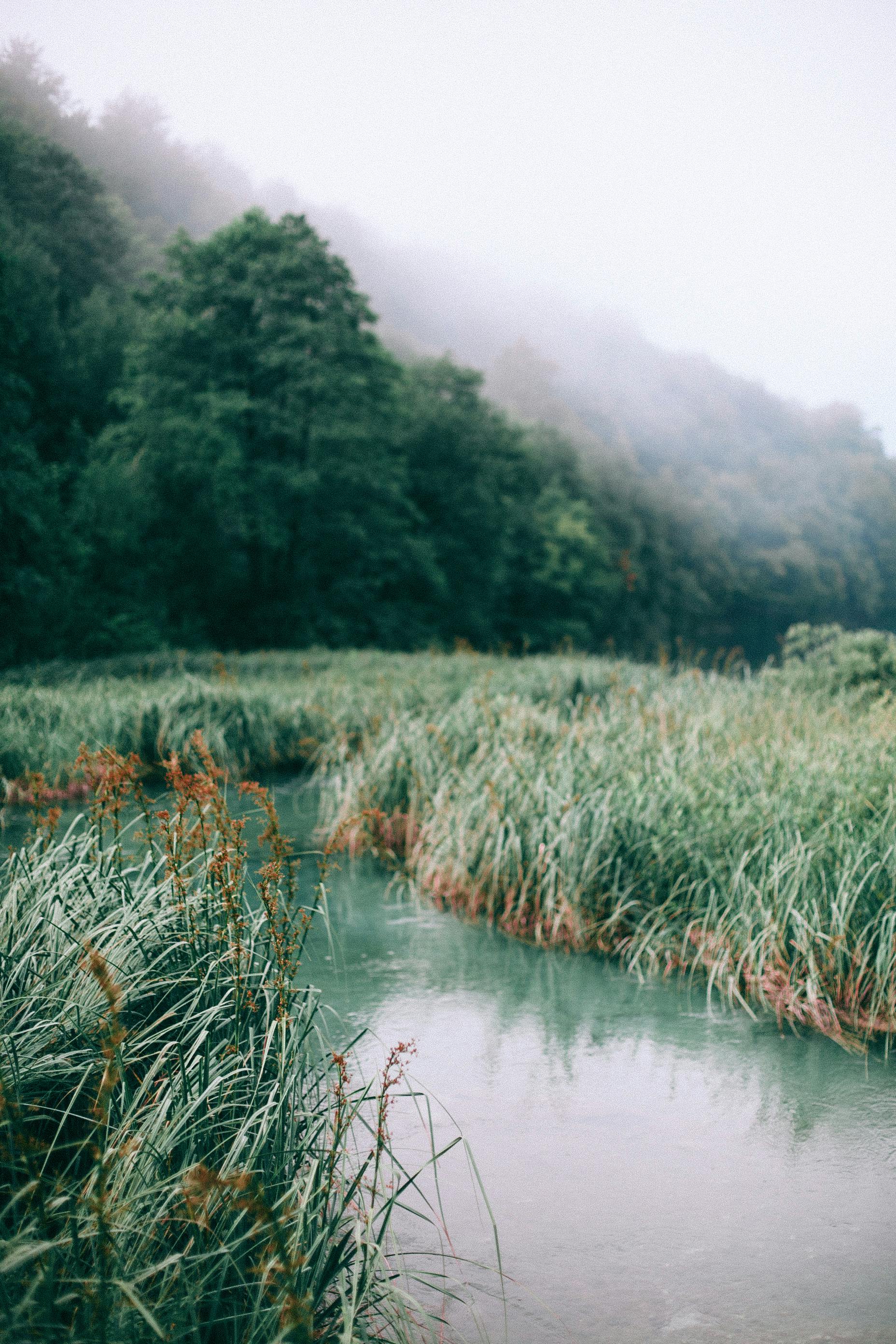 narrow river between meadows with trees on foggy day