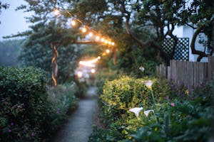 Scenic view of narrow pathway between green bushes under garland illuminating garden in evening