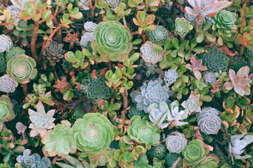Overhead view of textured background of colorful different green plants with thick leaves growing on summer day