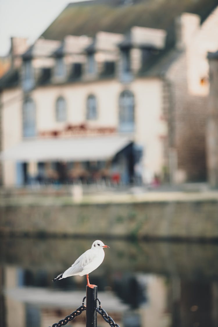 Seagull Resting On Metal Post Near Canal And Old Building