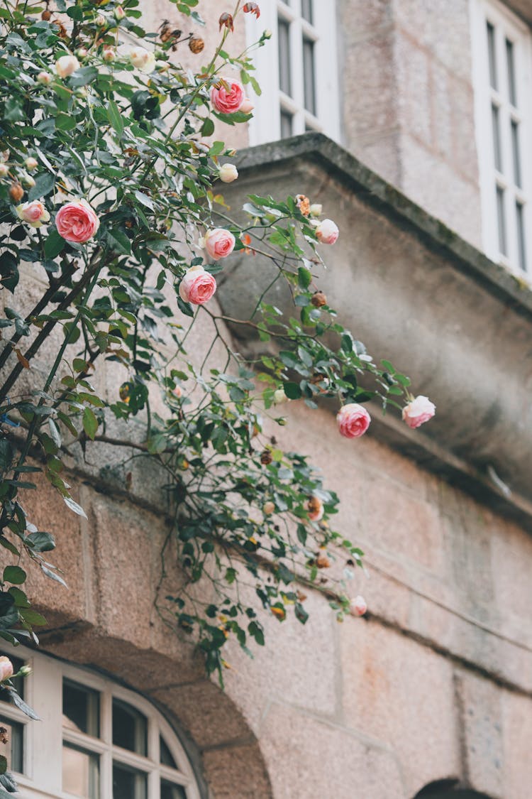 Blooming Rose Tree Growing On Street Near Old Building