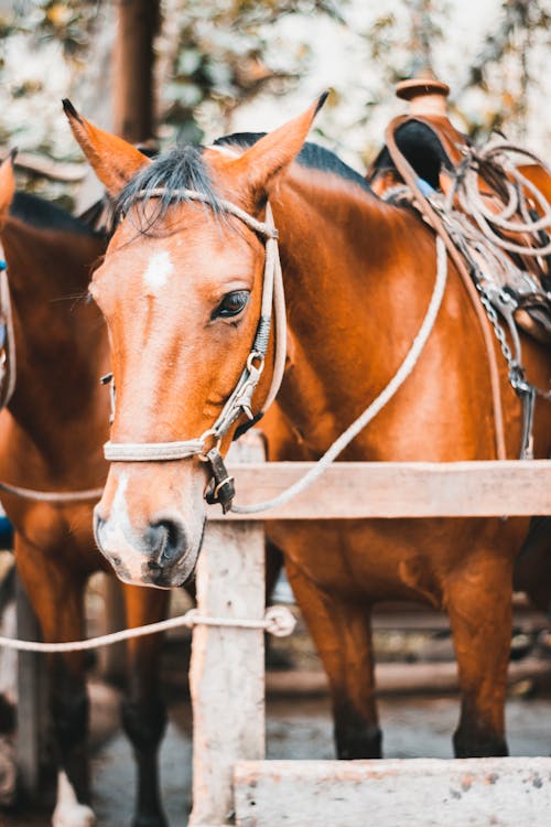 Free 
A Horse with a Saddle Stock Photo