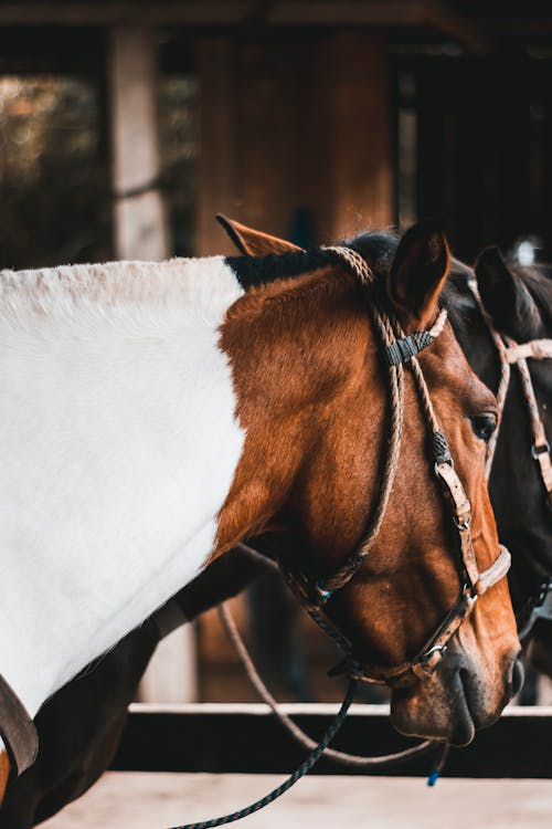 Foto profissional grátis de cabeça de cavalo, castanha da índia, cavalo