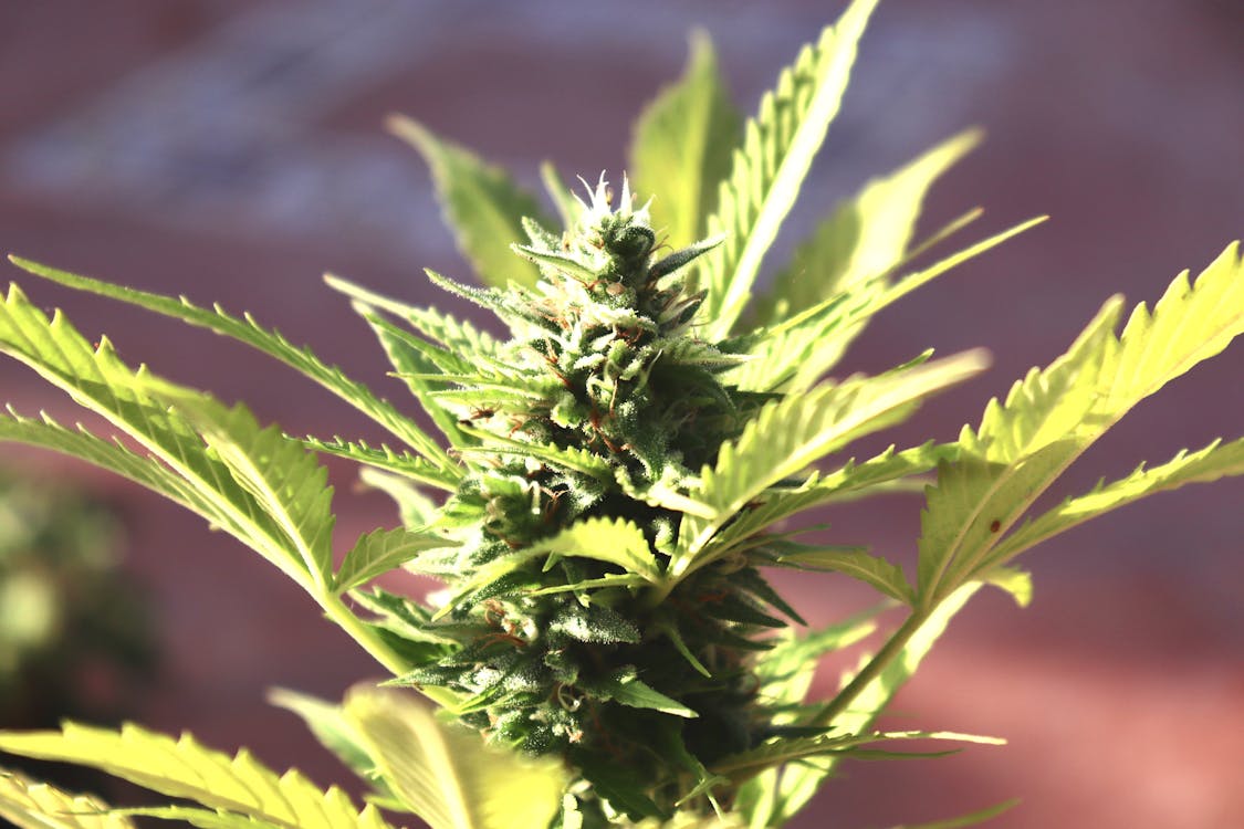 A Bud of Marijuana Plant in Macro Photography