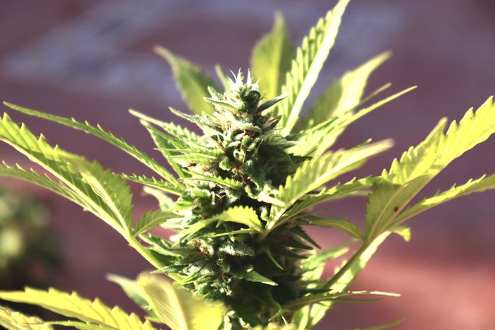 Texas hemp policy coverage