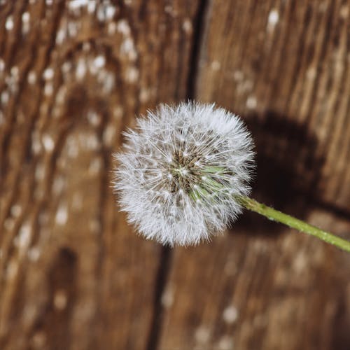 A Piece of White Dandelion in Close Up Photography