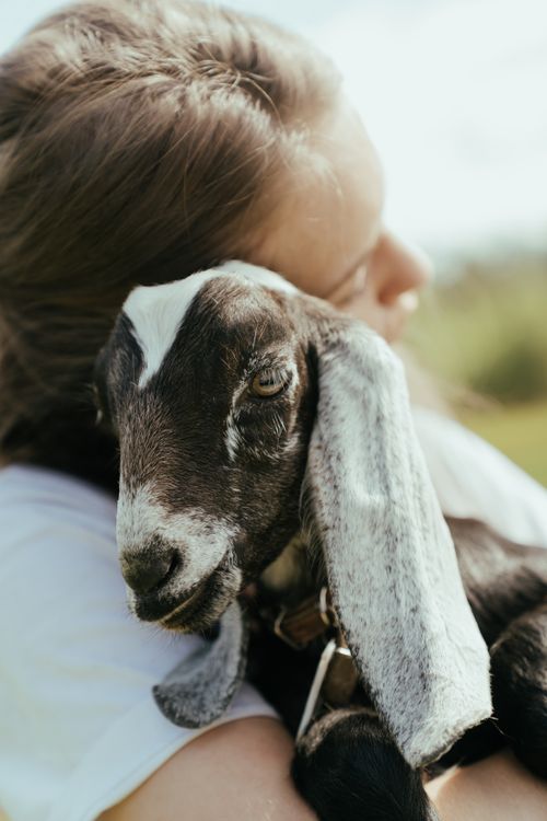 Floppy-eared Goat Cuddles!