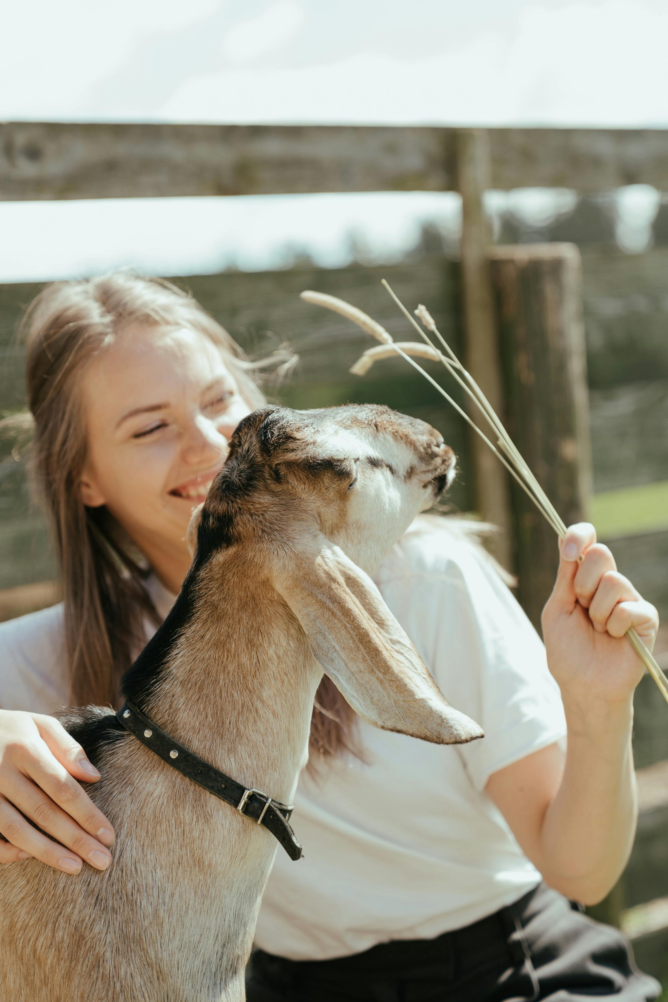 woman in black shirt holding white and brown short coated dog