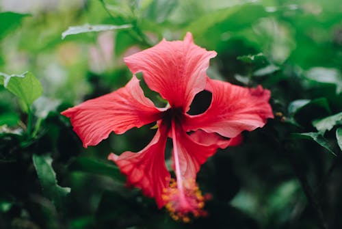 Free Tropical hibiscus surrounded by leaves in garden Stock Photo
