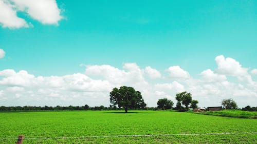 Gratis stockfoto met blauwe lucht, boom, groen