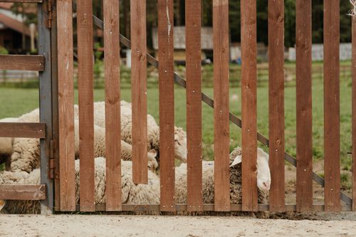 Free Sheep lounging behind a wooden gate on a sunny farm day, embodying rural tranquility. Stock Photo
