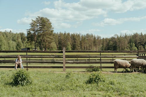 Brown Sheep on Green Grass Field