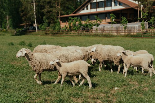 Herd of Sheep on Green Grass Field