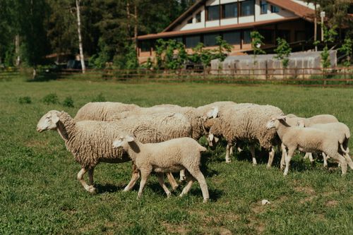 Free A peaceful image of sheep grazing in a lush green farm pasture near a rustic barn. Stock Photo