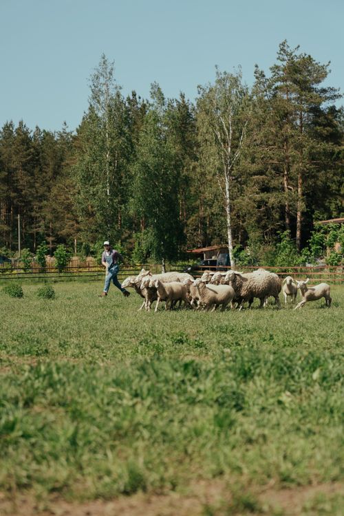 Free A serene farm scene with a shepherd tending his flock in a lush green pasture. Stock Photo