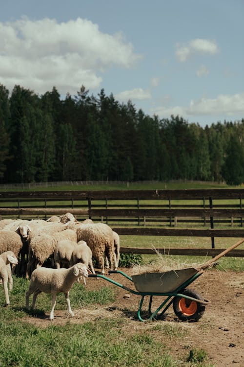 Herd of Sheep on Green Grass Field